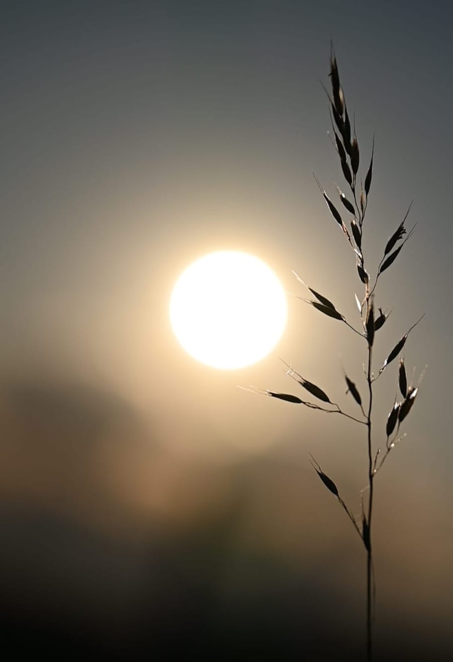 Sonnenuntergang mit Grashalm